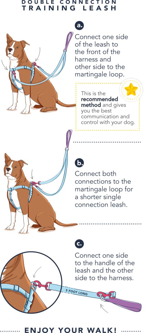 Double connection 2024 training leash